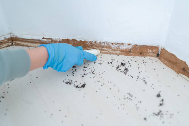 Best Affordable Pest Control Services  in Avenue B And C, AZ